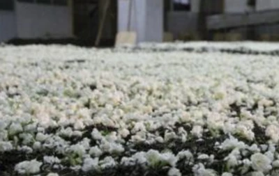 çay bazı nedir